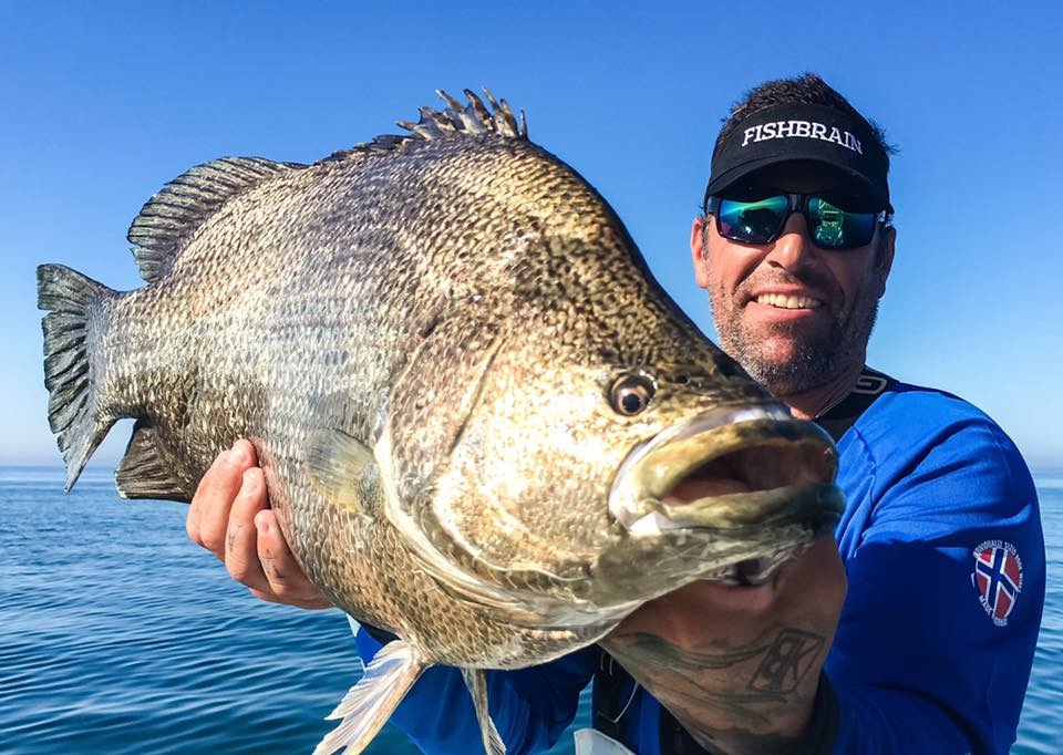 a picture of Every Popular Fish You Can Catch Around Anna Maria Island with Captain Nate