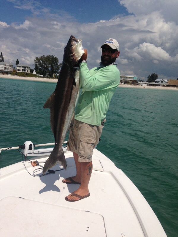 a picture of a fisherman holdinng a huge cobia caught of the coast of Anna Maria Island