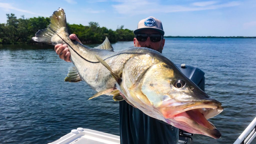 a local Bradenton fishing guide holding a large snook caught in the area