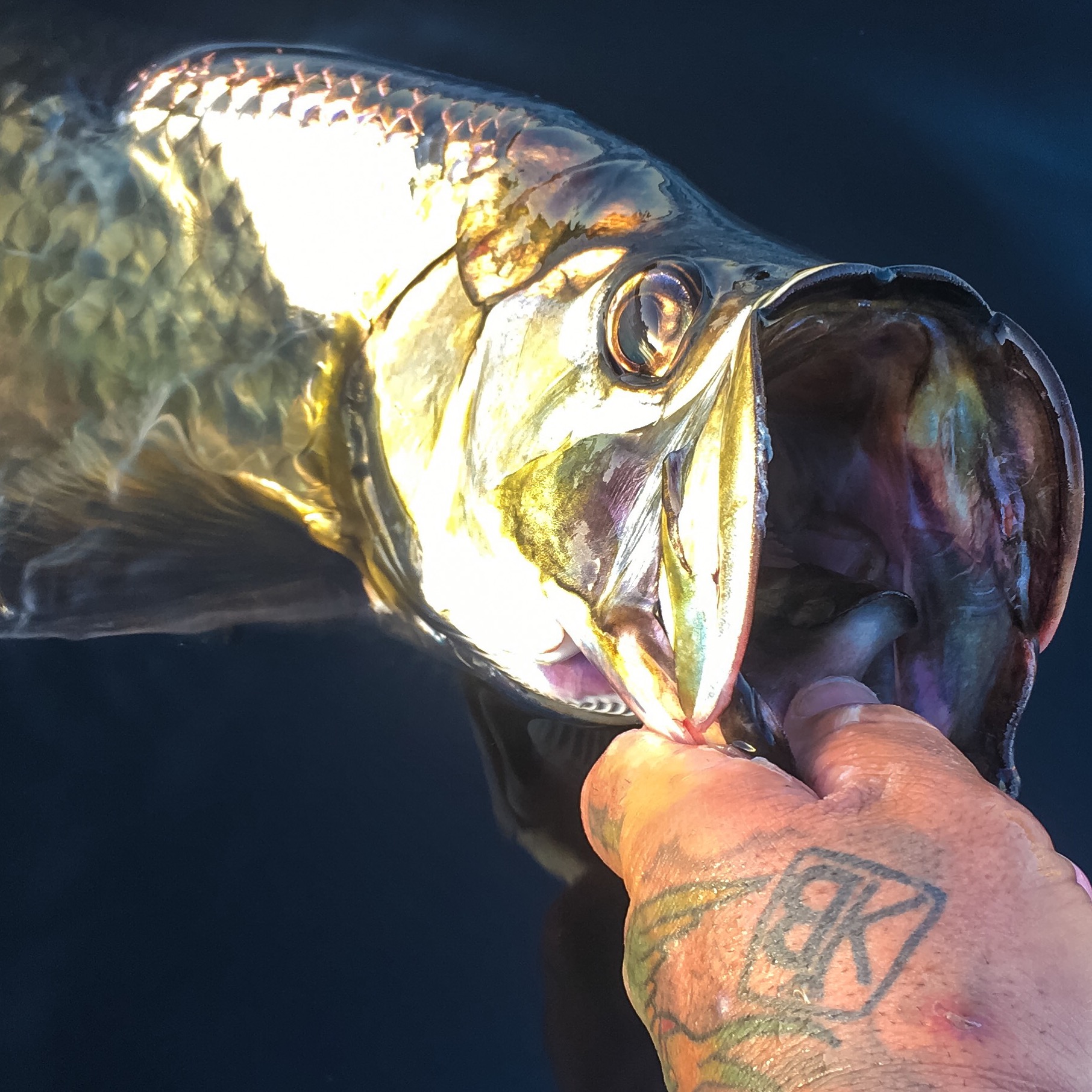 a picture of an angler holding a Tarpon he caught in Bradenton