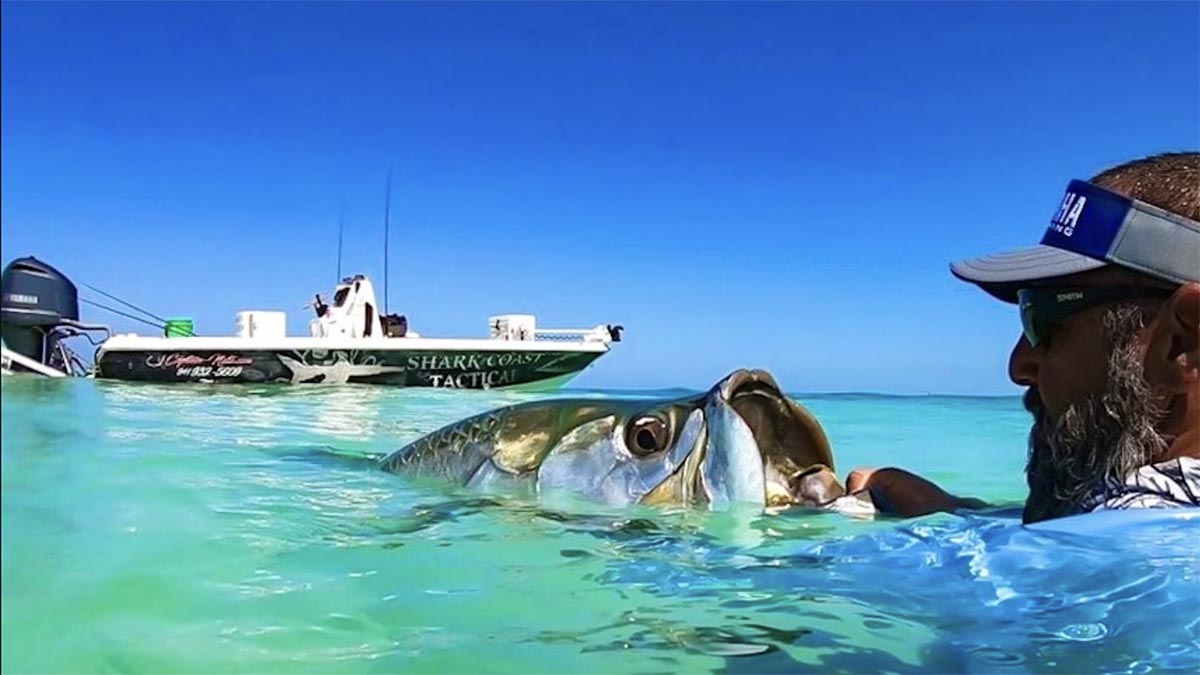 a picture of Tarpon Fishing Sarasota with Captain Nate