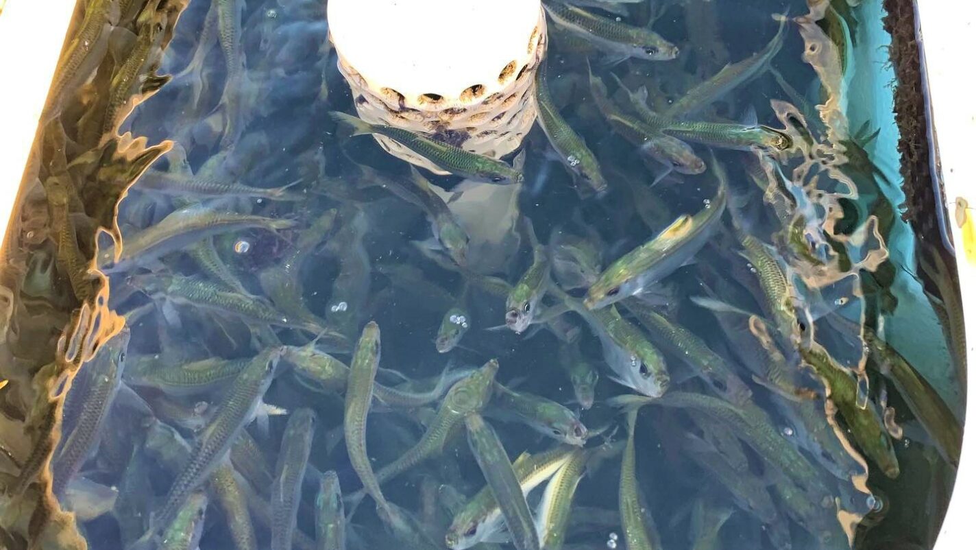 a picture of Targeting Snook In Bradenton with Captain Nate