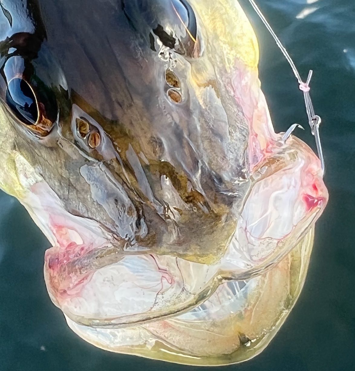 a picture of Anna Maria Island Fishing In Overdrive with Captain Nate