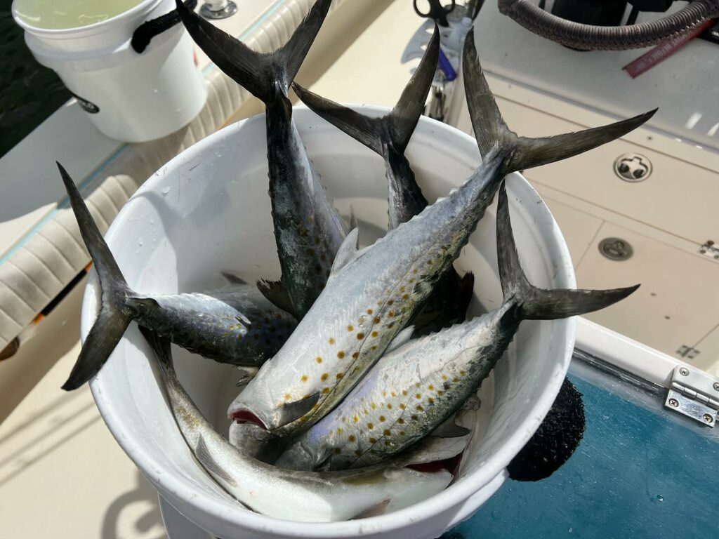 a picture of Fall Species Patterns Near Anna Maria Island with Captain Nate