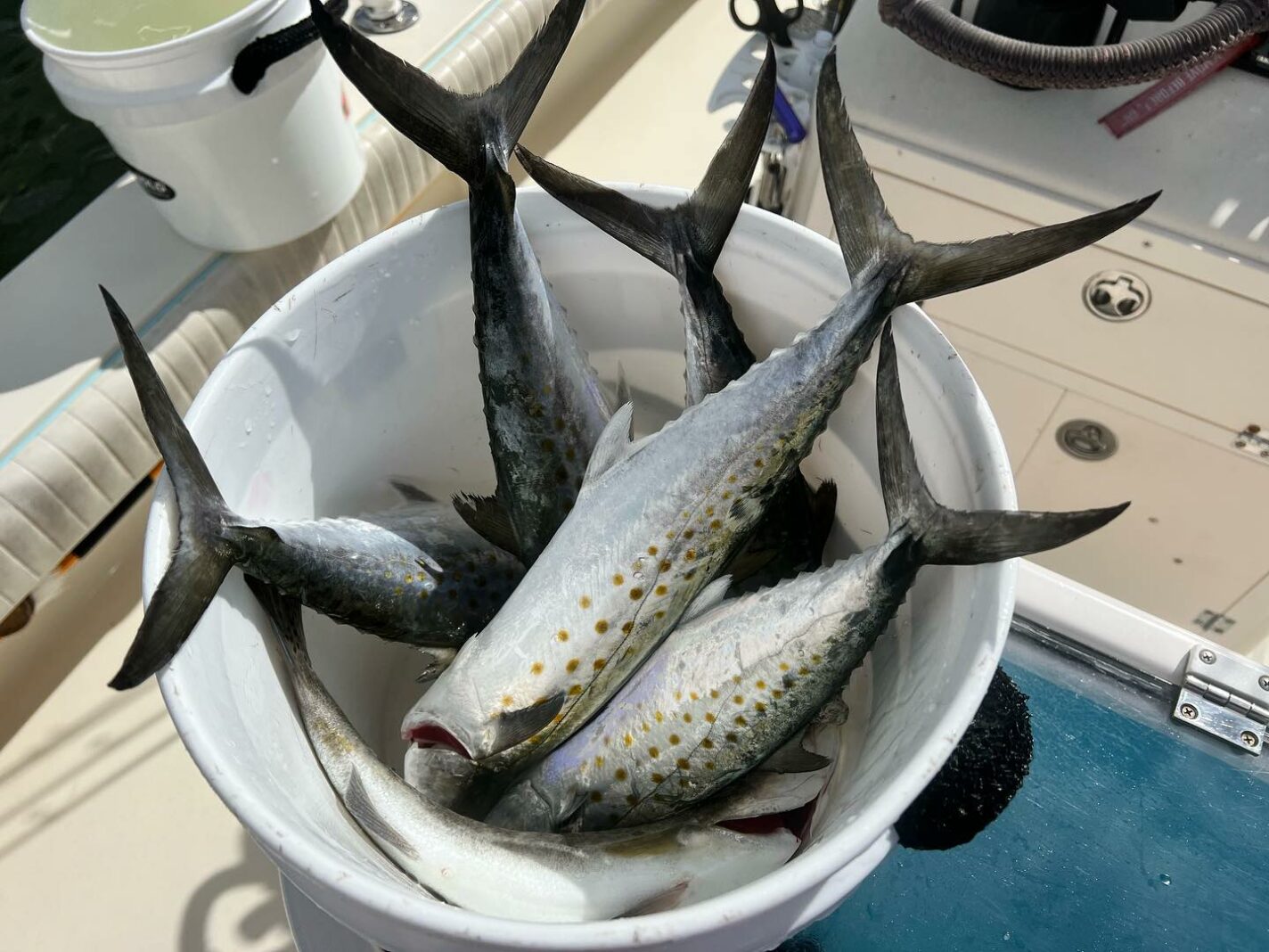 a picture of Anna Maria Island Fishing In Overdrive with Captain Nate