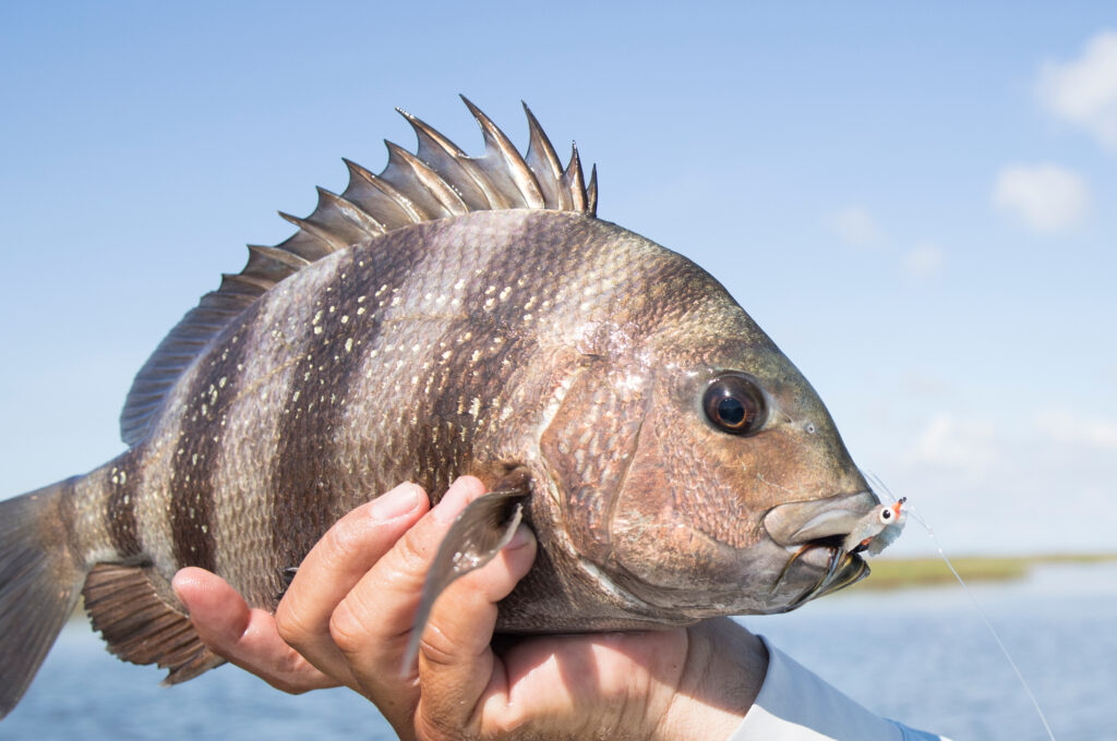 Winter Sheepshead Fishing off Anna Maria Island, Florida a picture of Winter Sheepshead Fishing off Anna Maria Island, Florida with Captain Nate