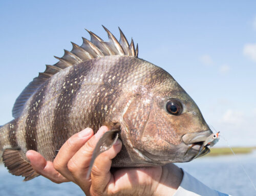 Winter Fishing on Anna Maria Island