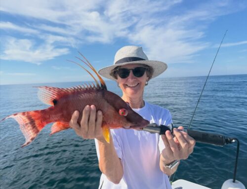 Anna Maria Island Nearshore Fishing Report – Snapper Bite Fired Up