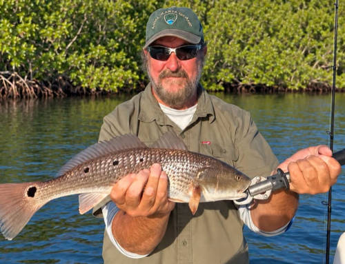 November Fishing on Anna Maria Island